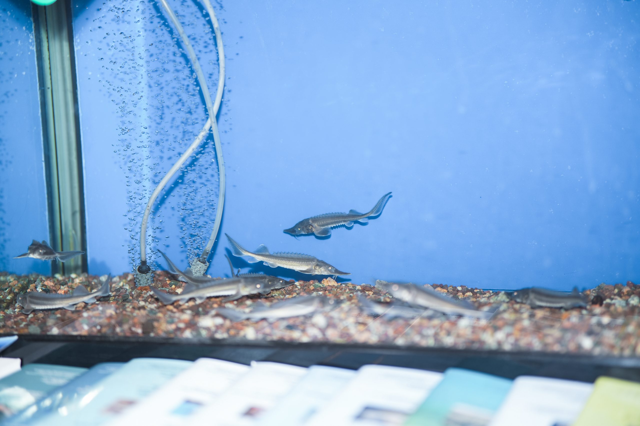 БИОРАЗНООБРАЗИЕ-02031